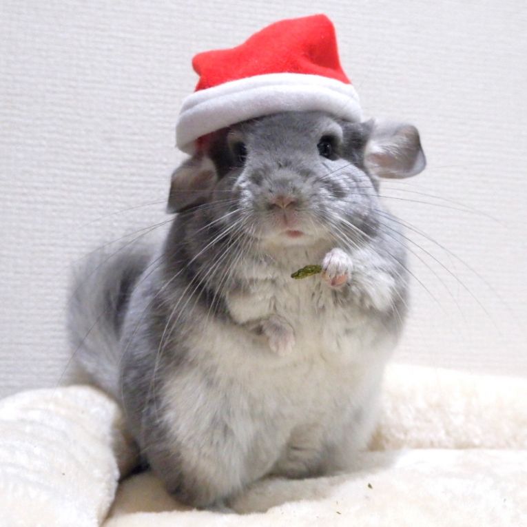 げんぞうちゃん