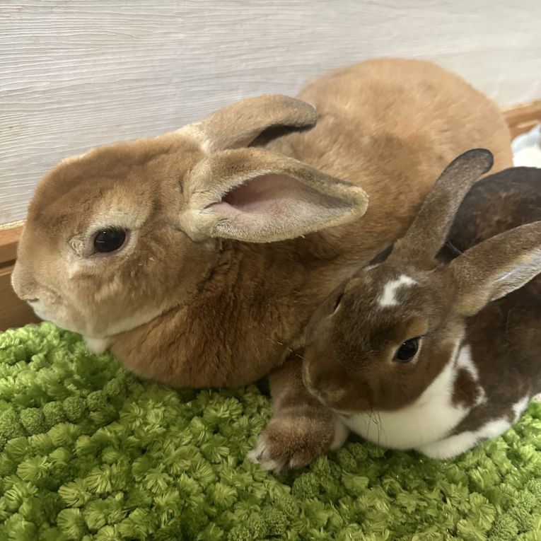 きなこ&ふうちゃん