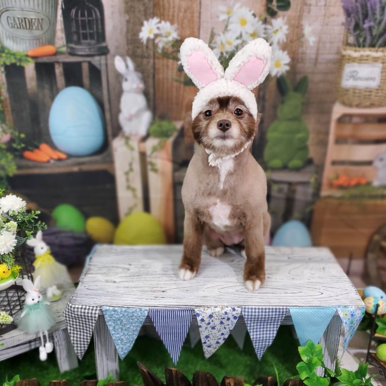 キャンディちゃん