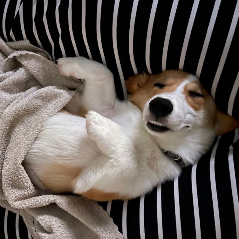 パスコちゃん