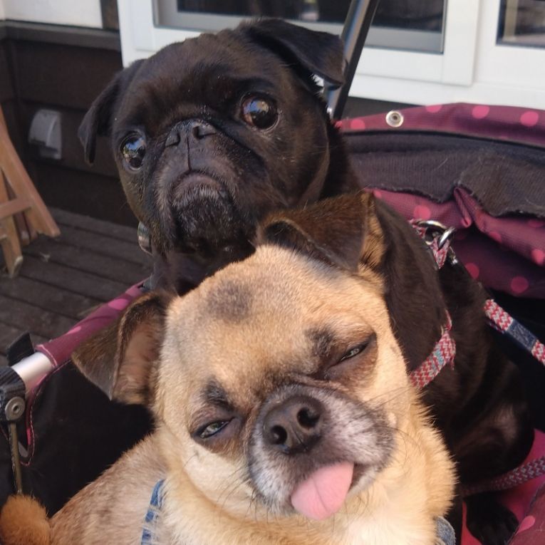 黒パグ笑良(にこら)&チワパグ栞晴(しはる)ちゃん