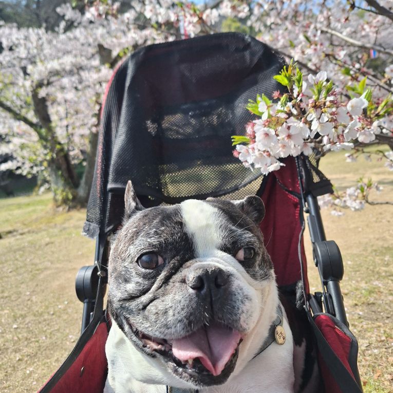 ぶちちゃん