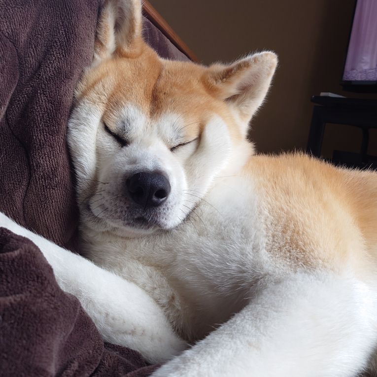 ぽちちゃん