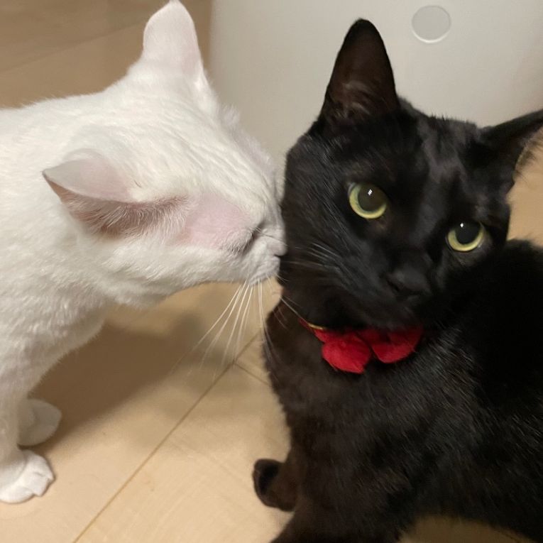 おとうふ&おこげちゃん