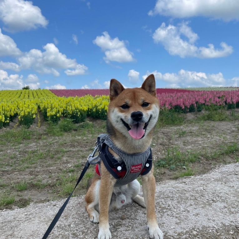 しんぞうちゃん