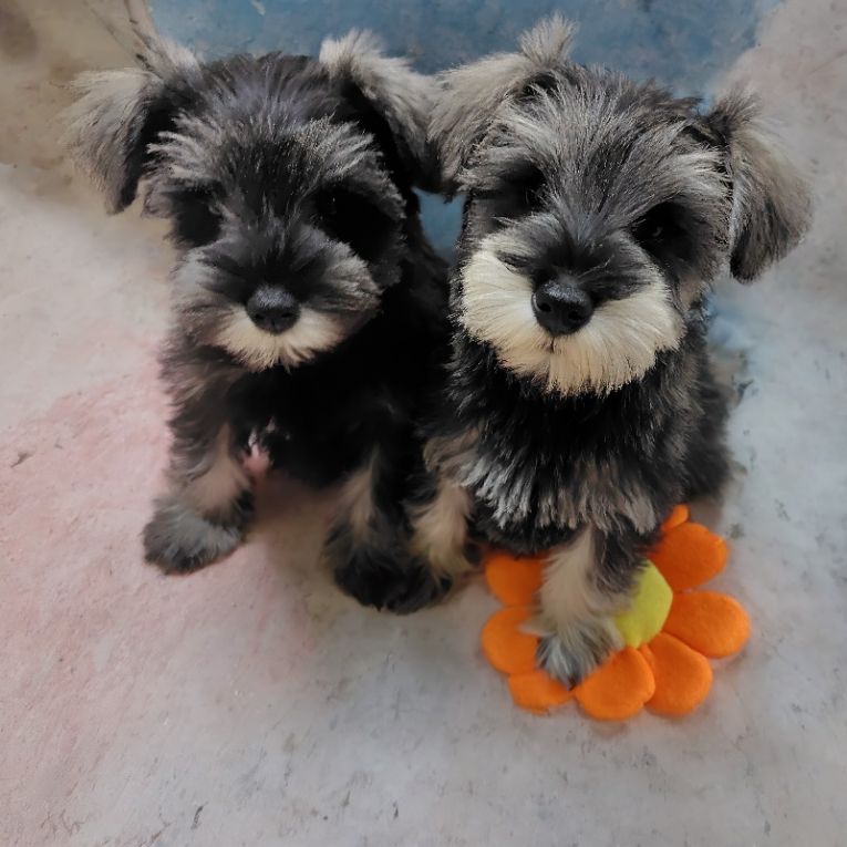 マメJr.ミニJr.ちゃん