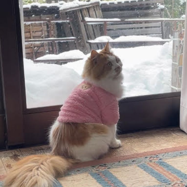 コーパオちゃん