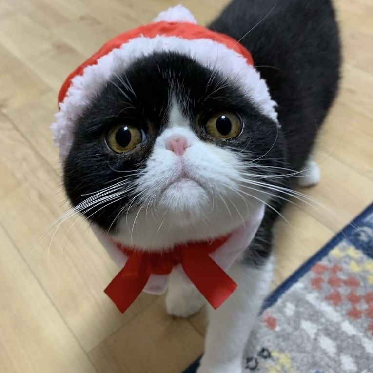 ほたてちゃん