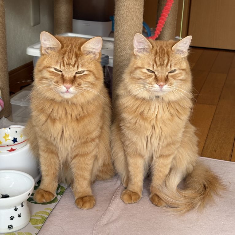 ゆきちくんとちくわくんちゃん