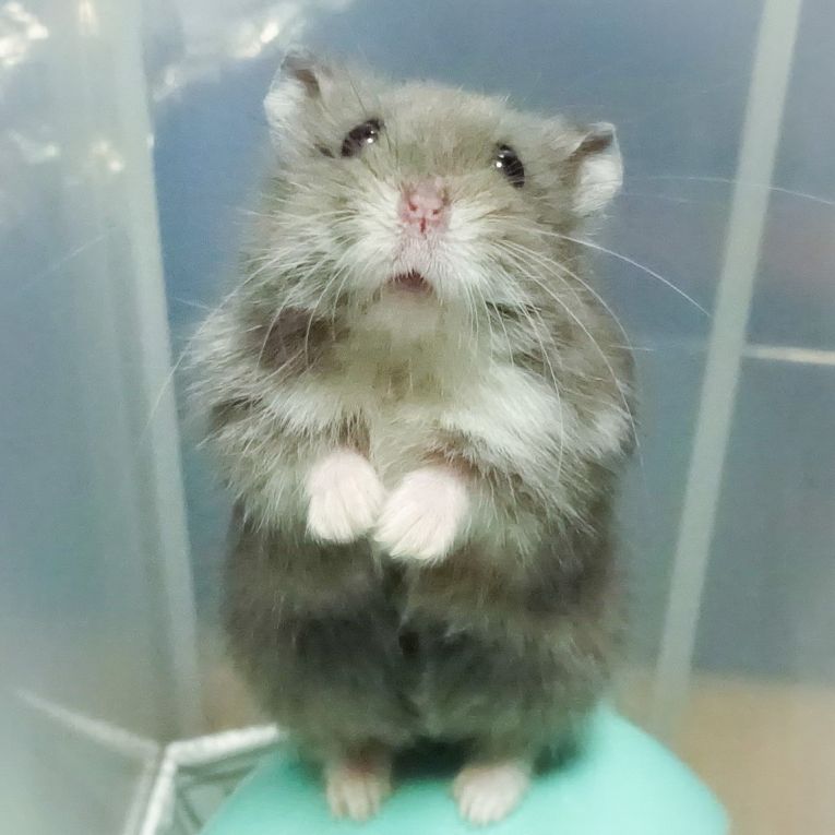 チー太ちゃん