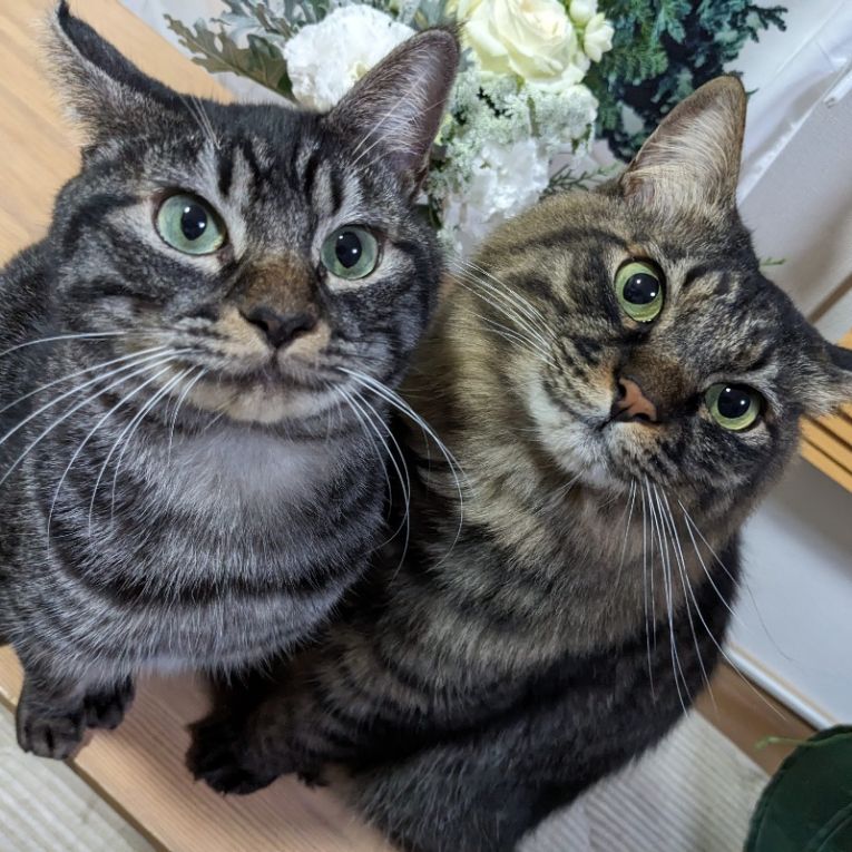 やはぎ、夢吉ちゃん