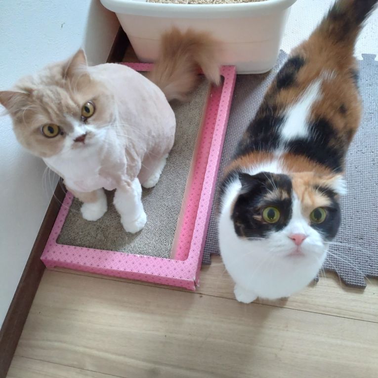 スコ＆コウちゃん