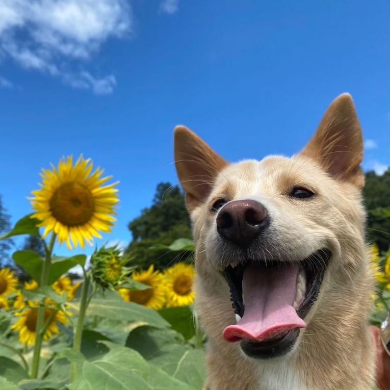 サンちゃん