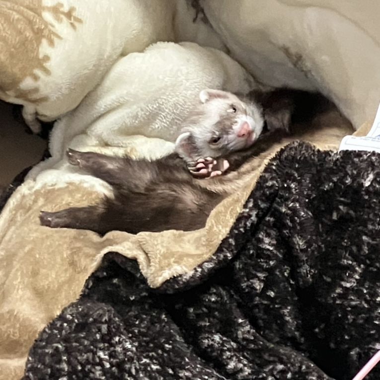 なっくるちゃん