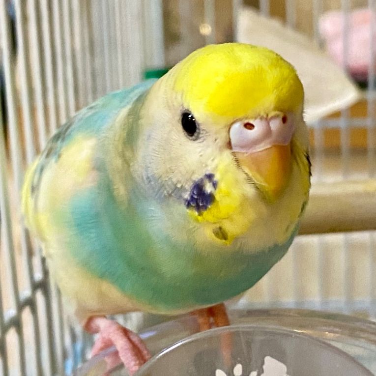 きいちゃん