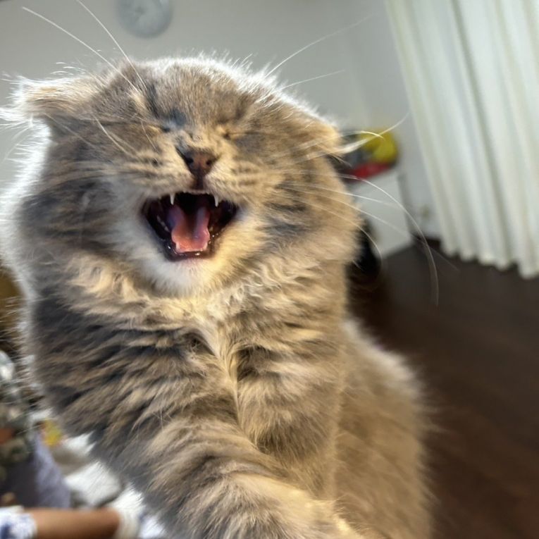 キングちゃん
