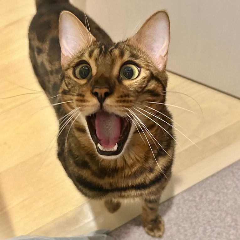 らむちゃん