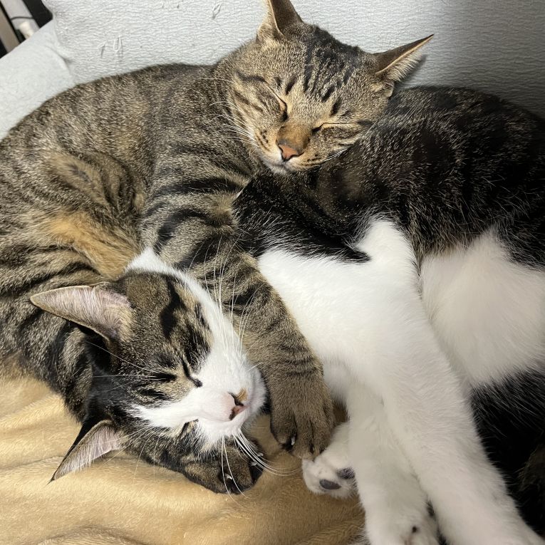 そらとゆきちゃん