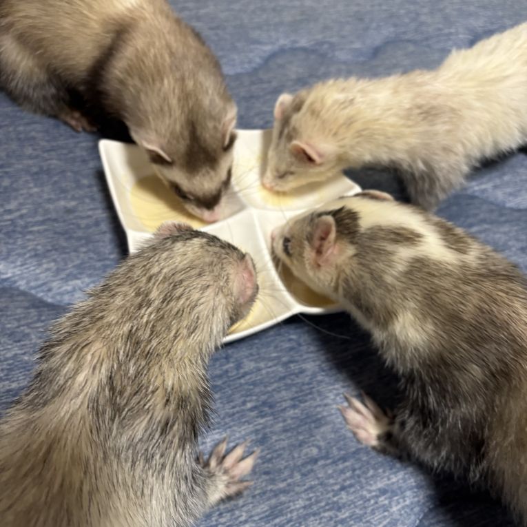 ハニー、キューティー、熊吉、牛吉ちゃん