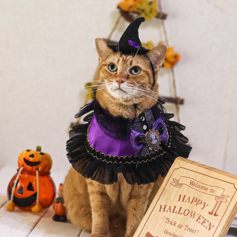 コタローちゃん