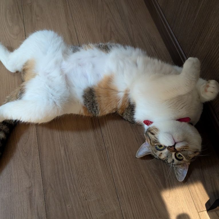 メルちゃんちゃん