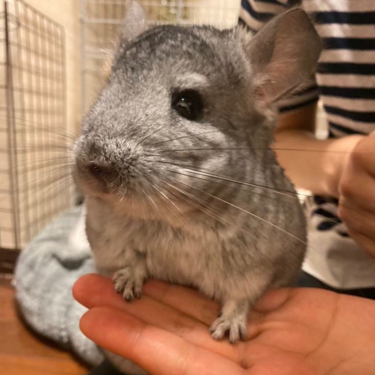 ロンロンちゃん