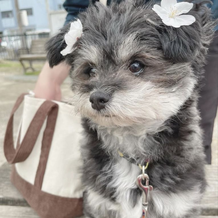 ジジちゃん