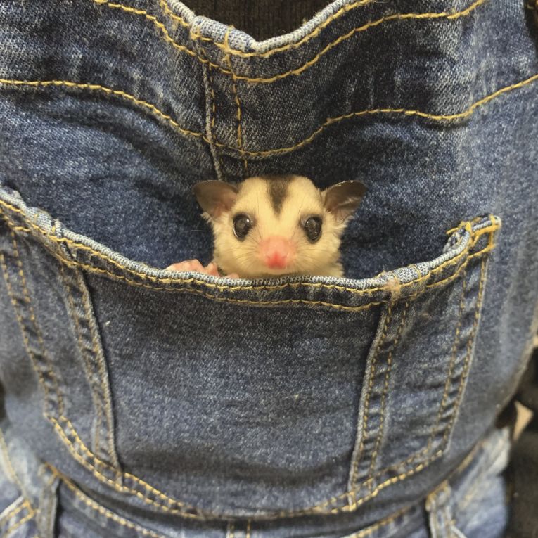 メメちゃん
