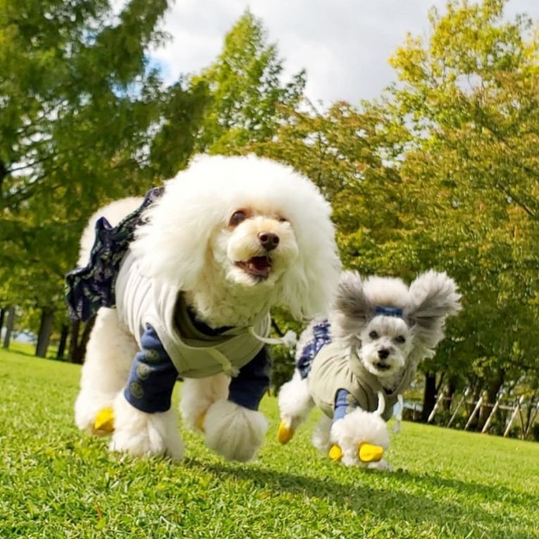 ぷぅとぃちゃん