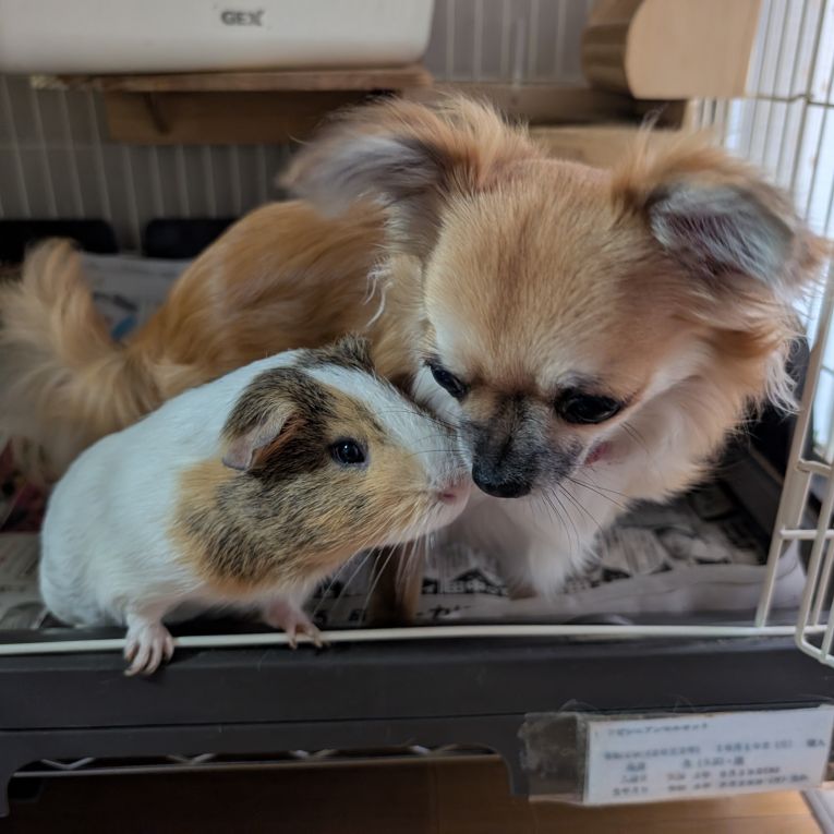 モルモット（生・いく）犬（ちゃちゃ）ちゃん