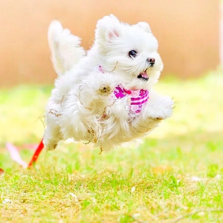 しふぉんちゃん