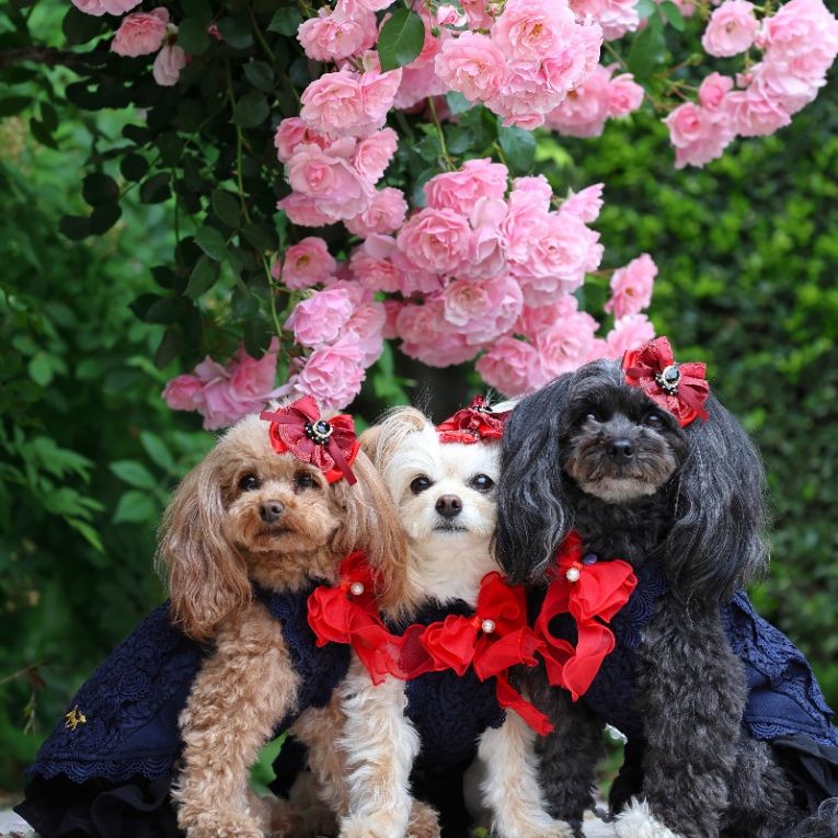 ミーナ クラリス ベルちゃん