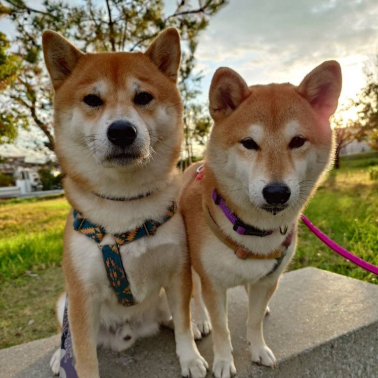 もも＆翔太ちゃん