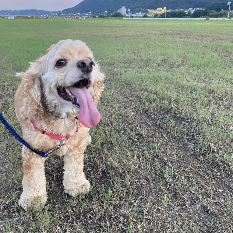 サニーちゃん