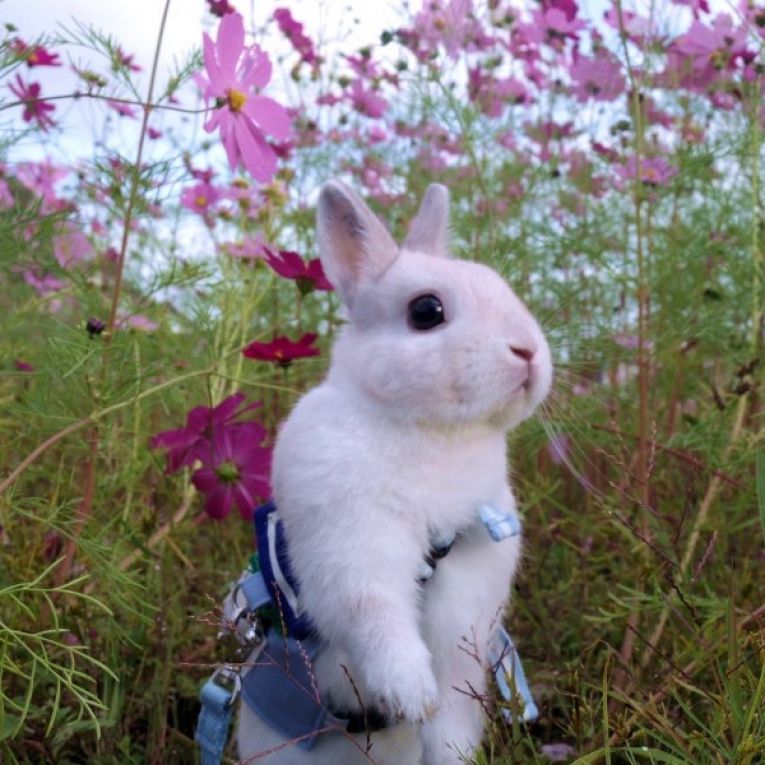 ルルちゃん