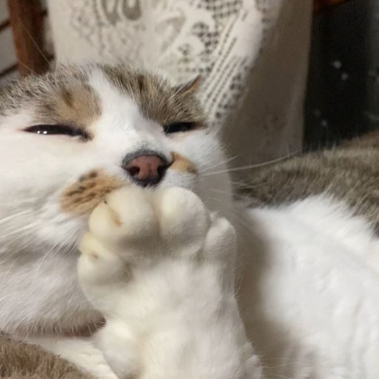てんちょうちゃん