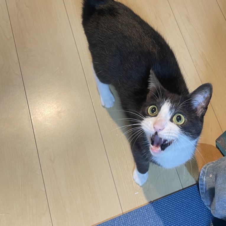 ごまちゃん