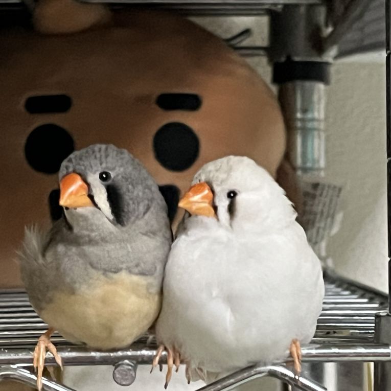 翠 天ちゃん