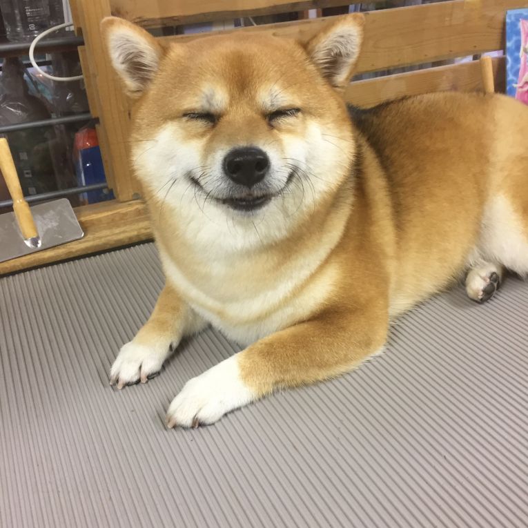 まめちゃん