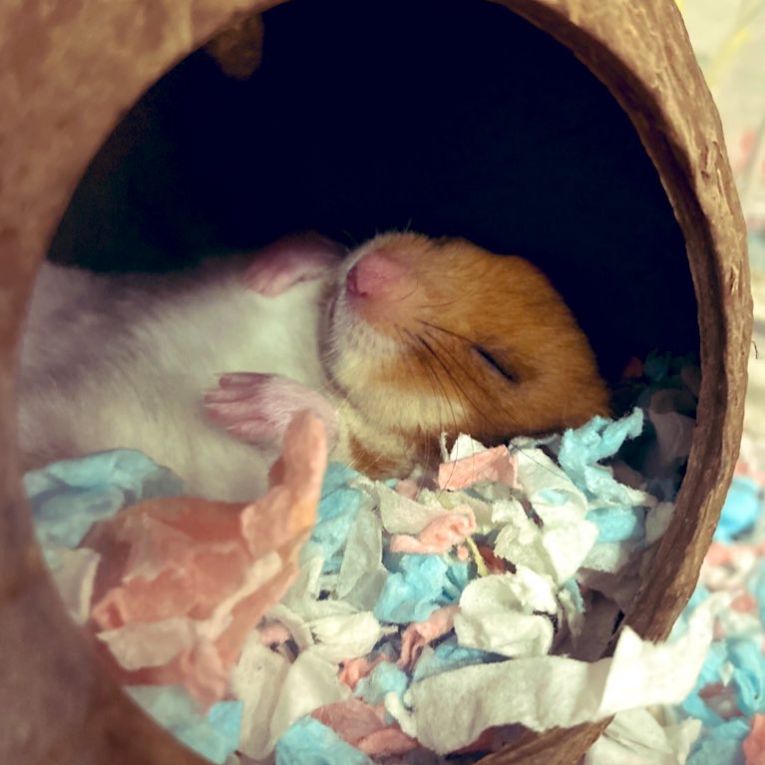プッチュちゃん