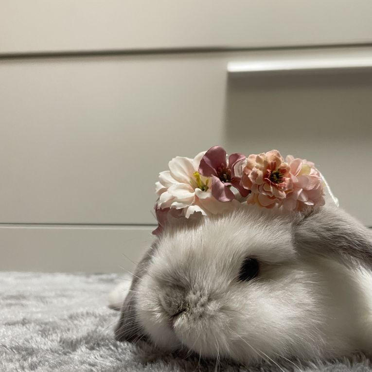 ぽわるんちゃん