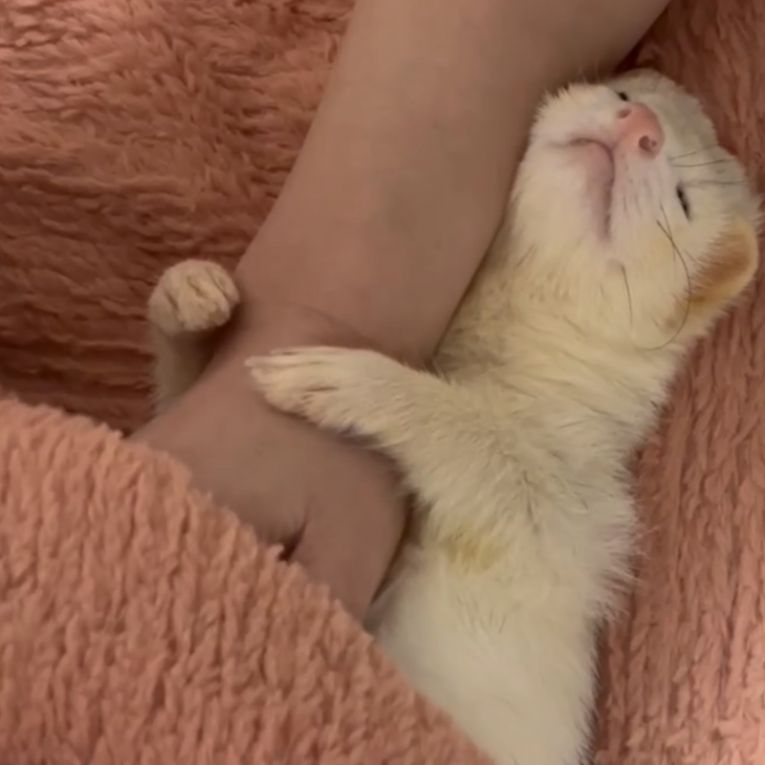 テンちゃん