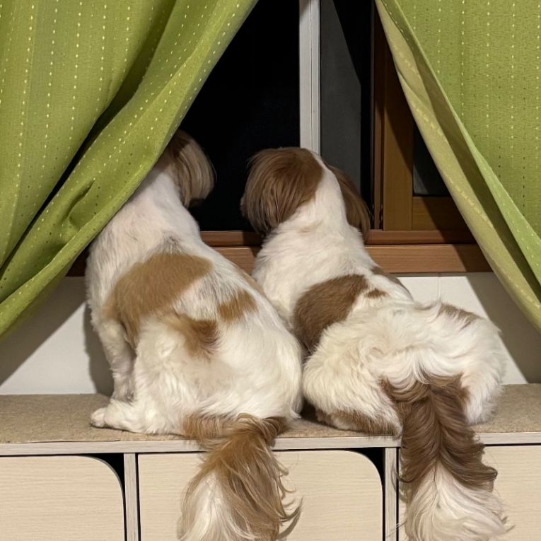 きなこ&もなかちゃん