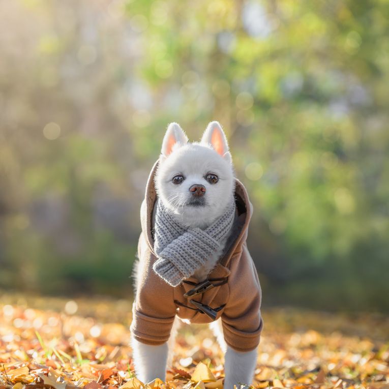 むぎちゃん