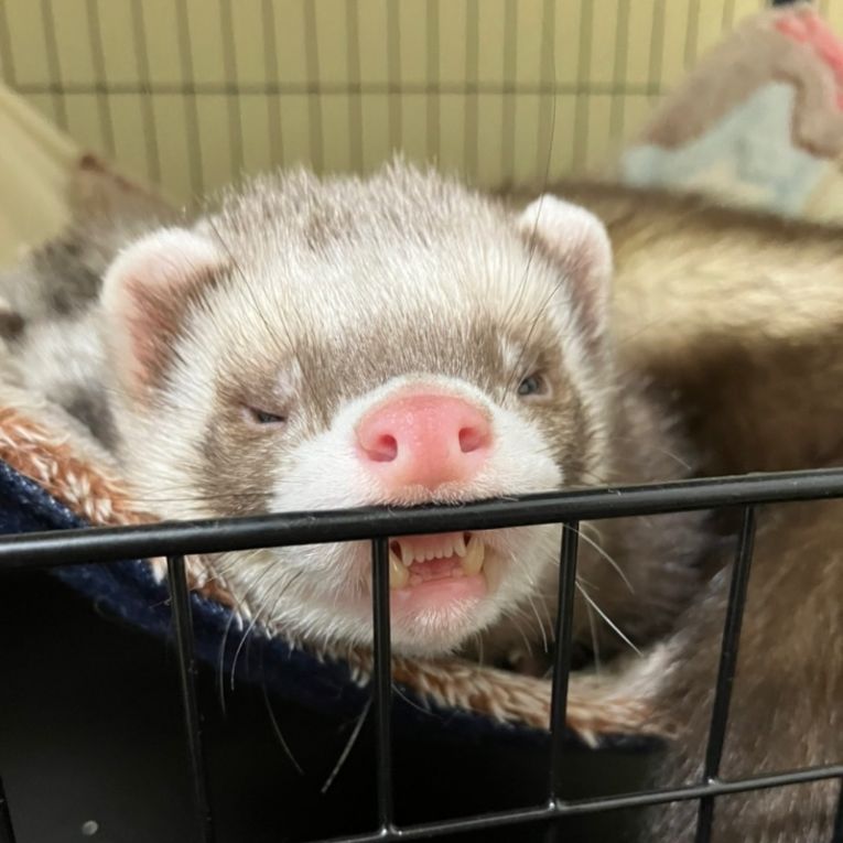 たぬちゃん