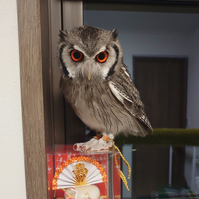 ウニちゃん
