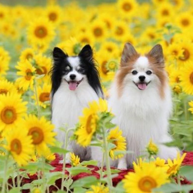 ハッピーとミルキーちゃん