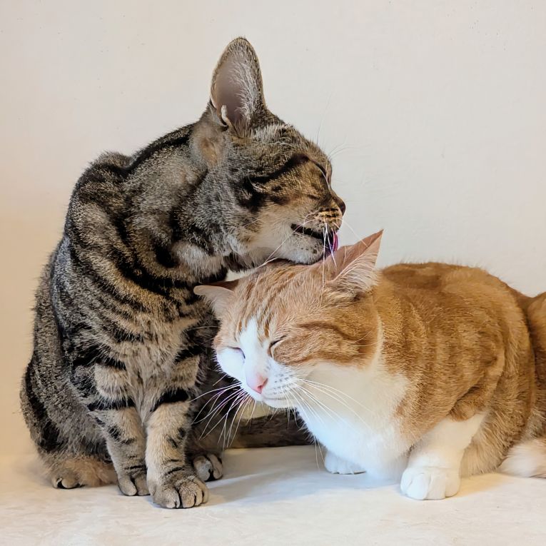 杜阿(とあ)と杞阿（きあ）ちゃん