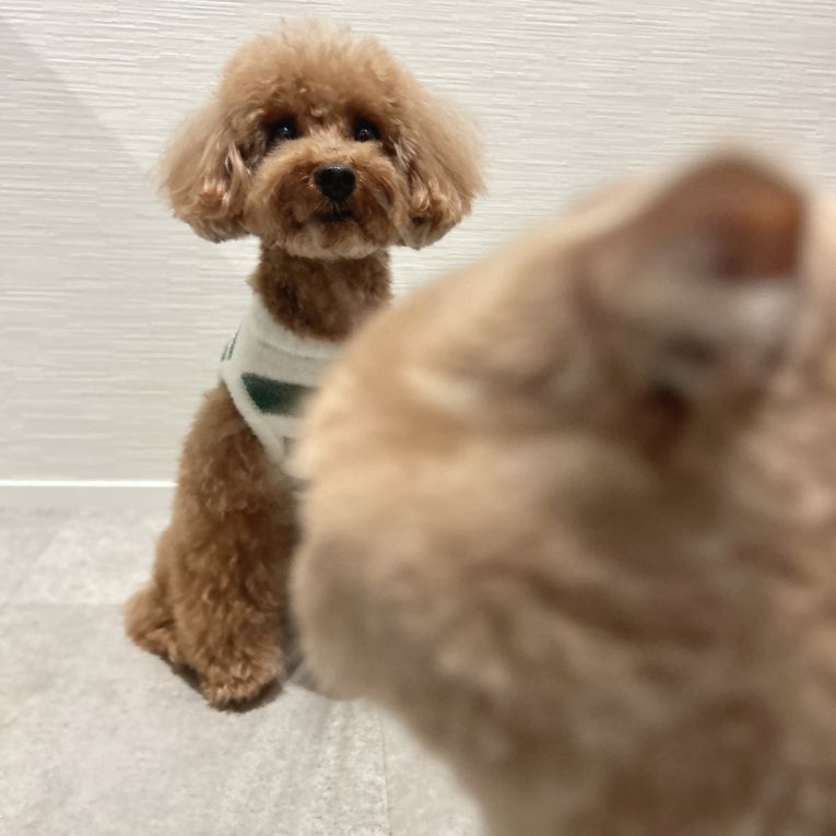 あも&ろいちゃん