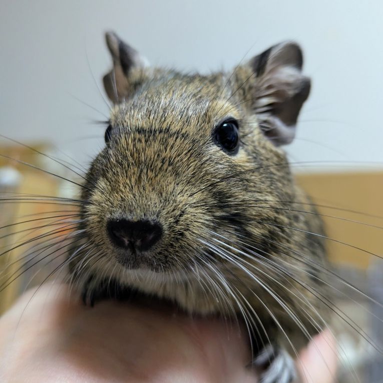 こうめちゃん